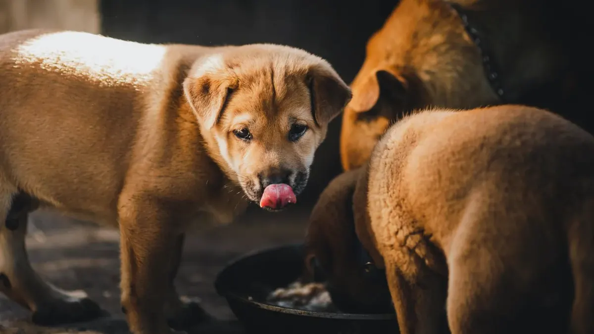 Dog eating from a bowl at home