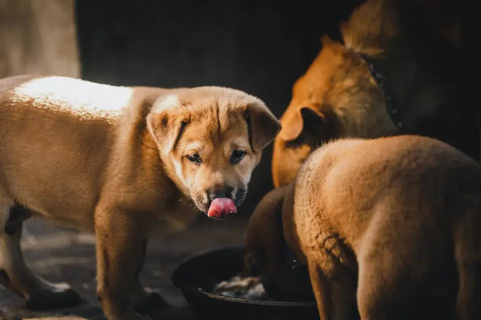 Dog eating from a bowl at home