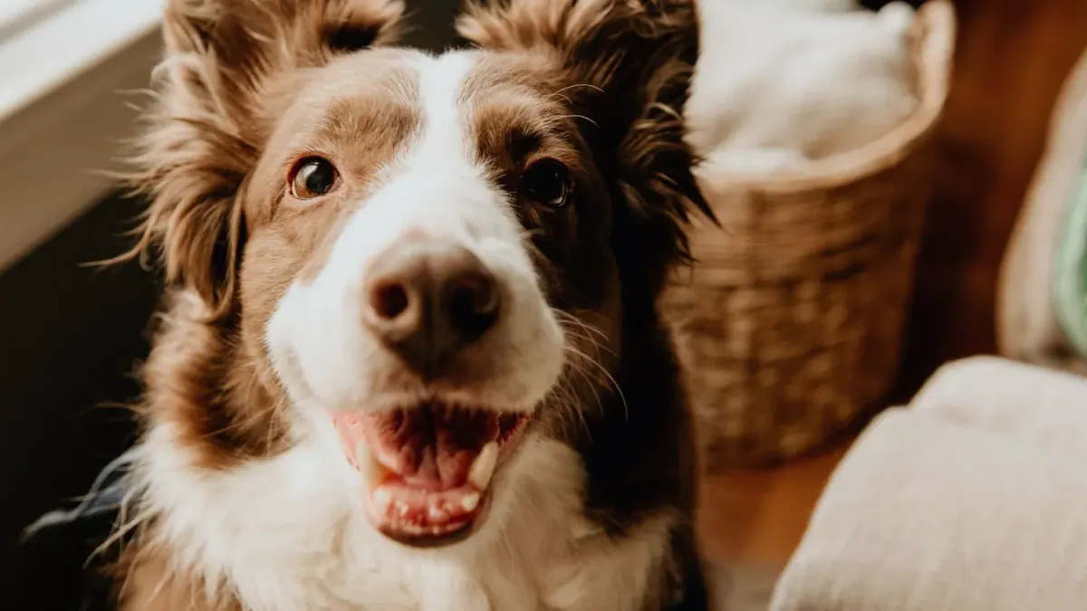 Dog eating from a bowl at home
