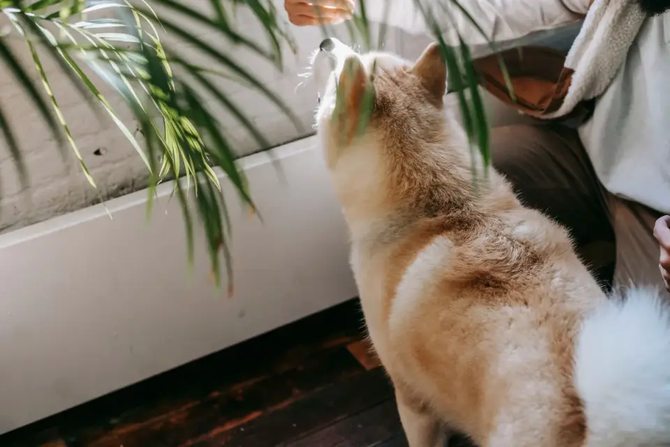 Dog eating from a bowl at home