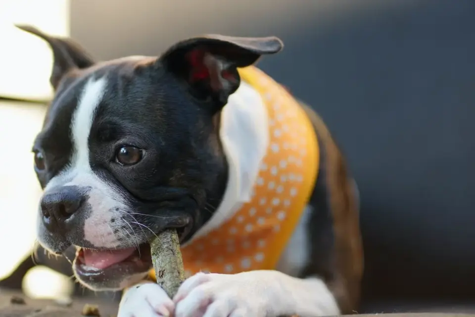 Dog eating from bowl at home
