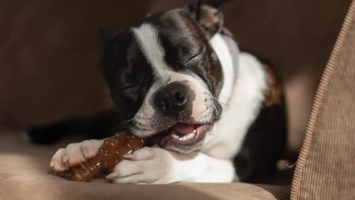 Dog eating from bowl at home