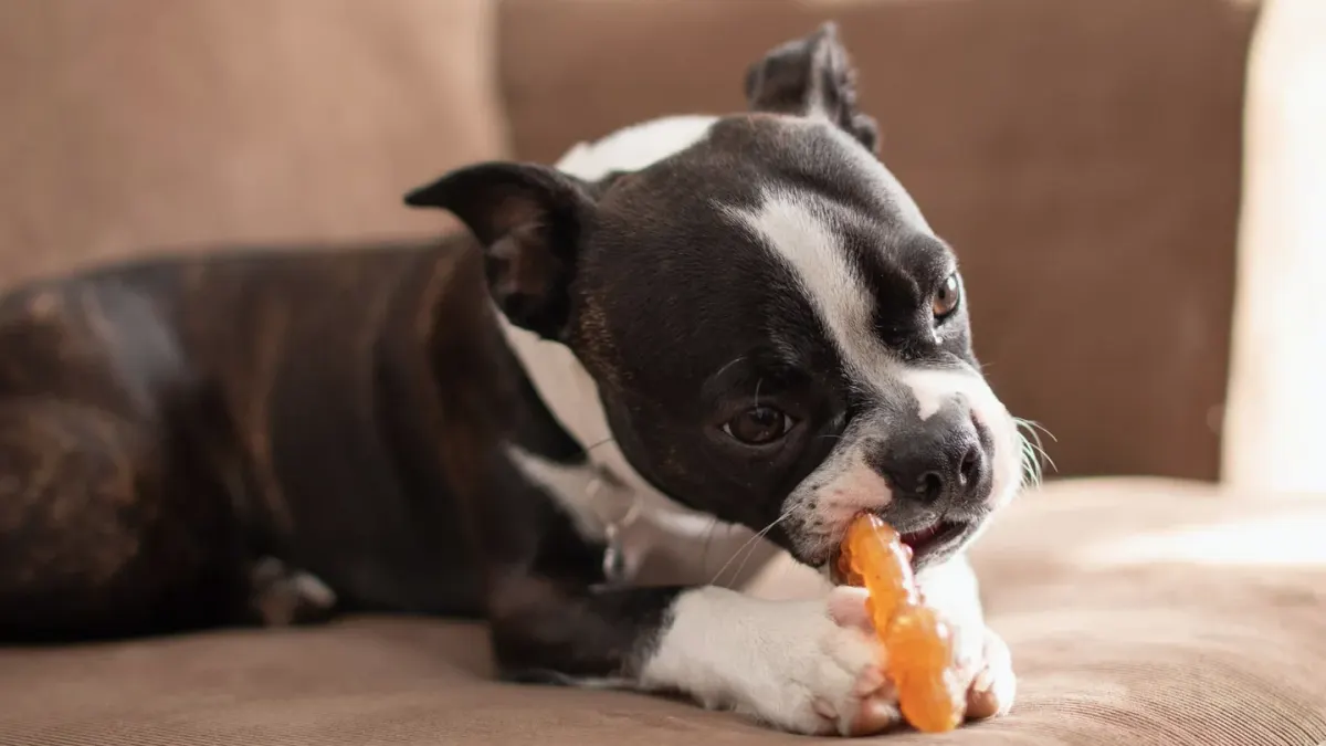 Dog eating from bowl at home