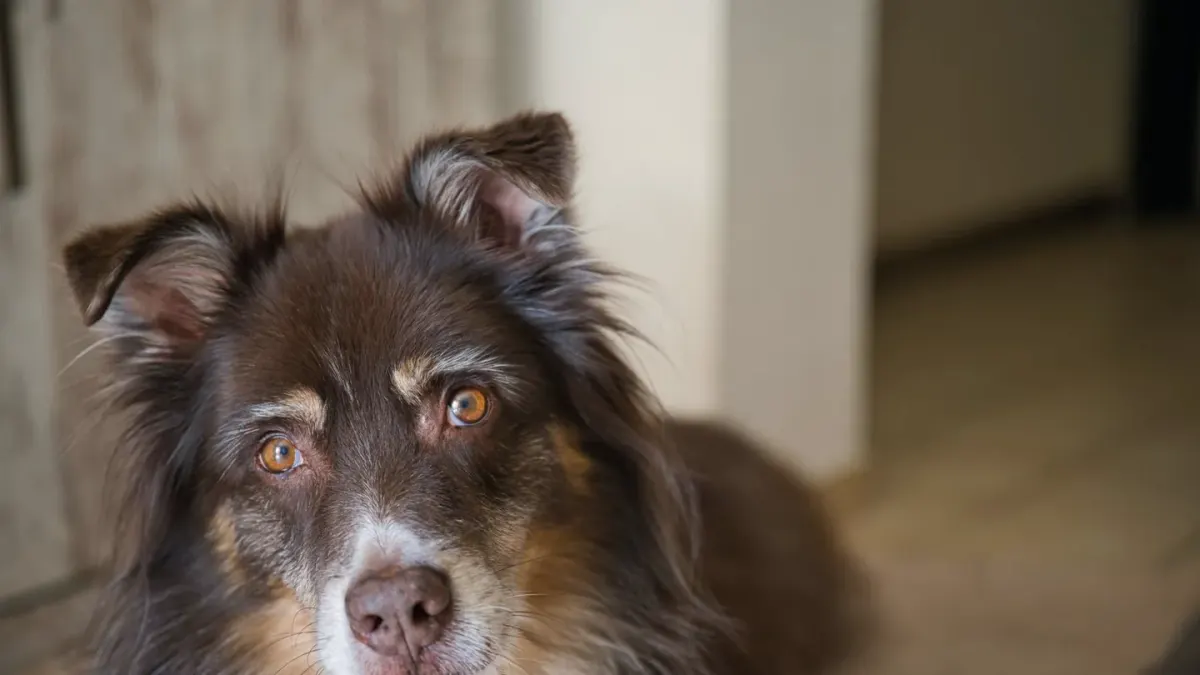 Dog eating from bowl at home