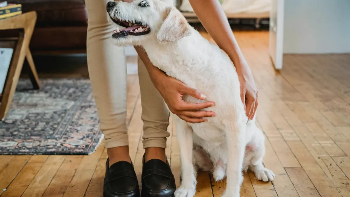 Dog in a kitchen with an owner