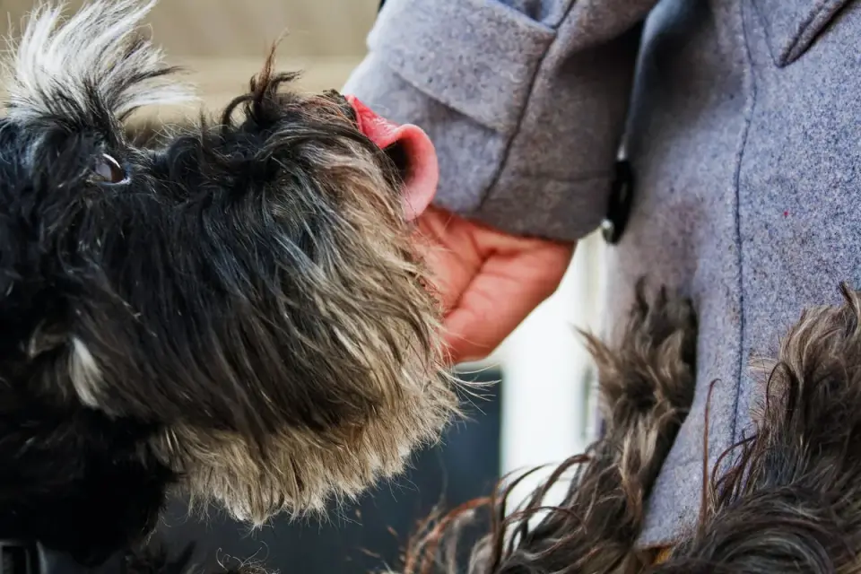 Dog in a kitchen with an owner