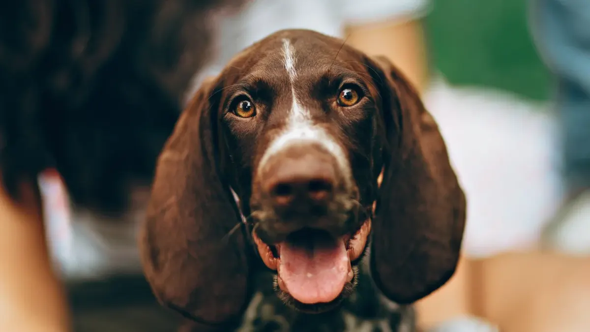 Dog looking at an owner