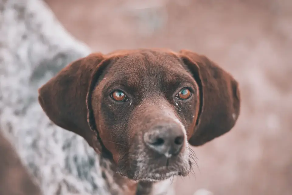Dog looking at an owner