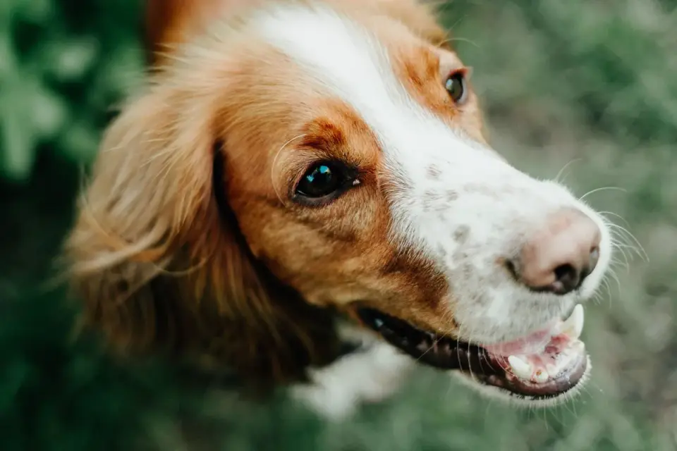 Dog looking at an owner