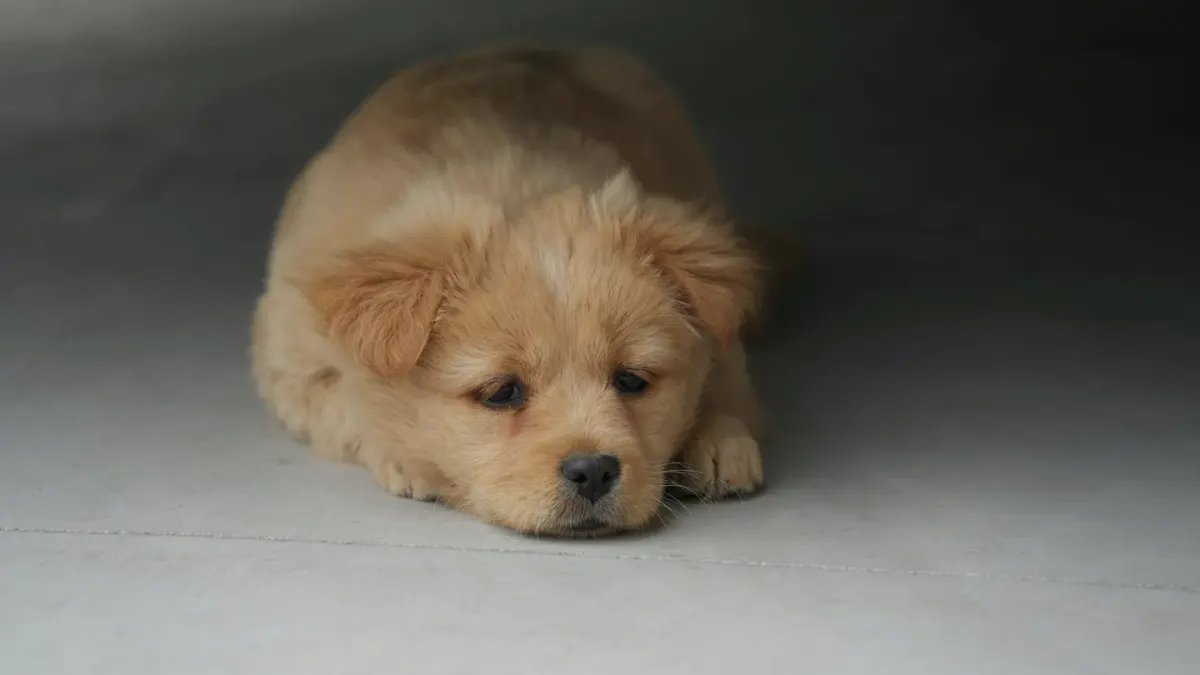 Dog lying on the floor near its water bowl, looking unsettled