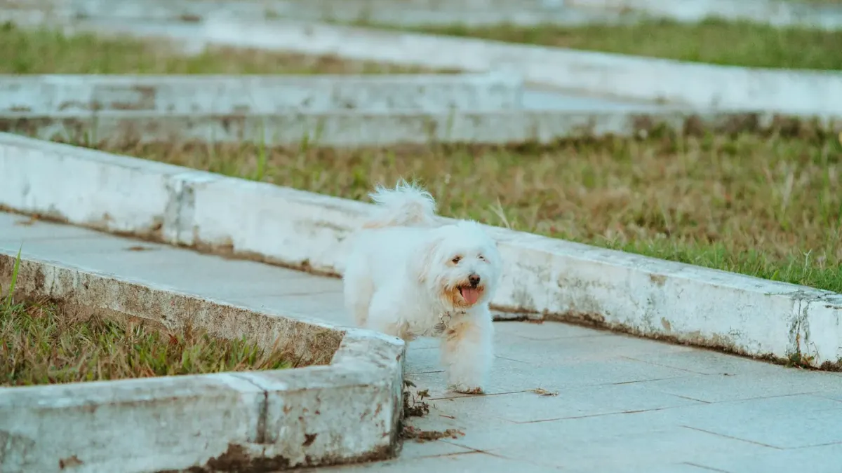 Dog on a ramp