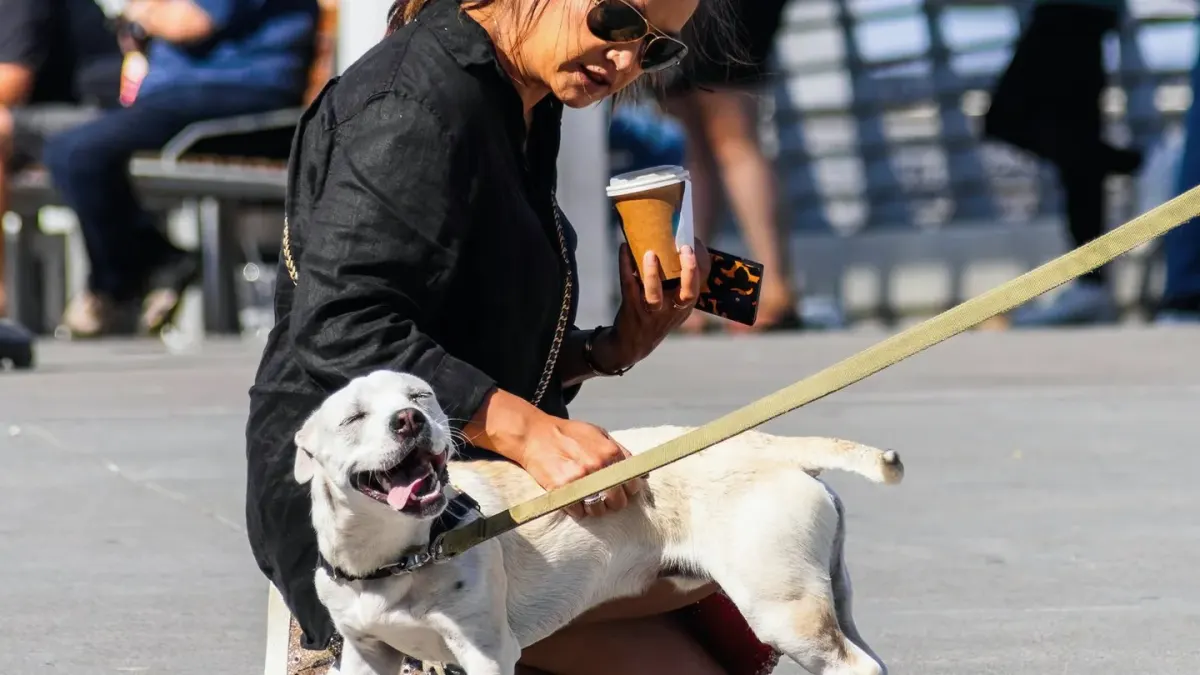 Dog on a ramp