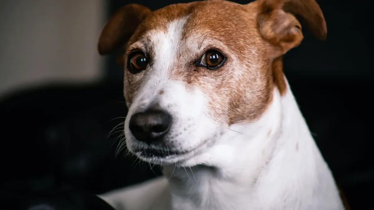 Dog owner at home