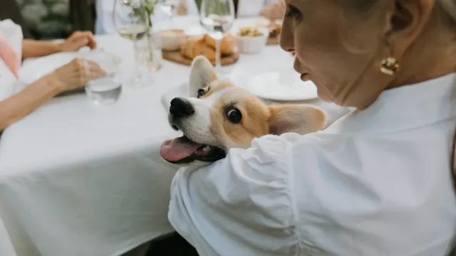 Dog owner preparing a meal