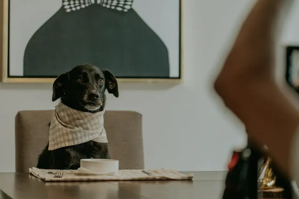 Dog owner preparing a meal
