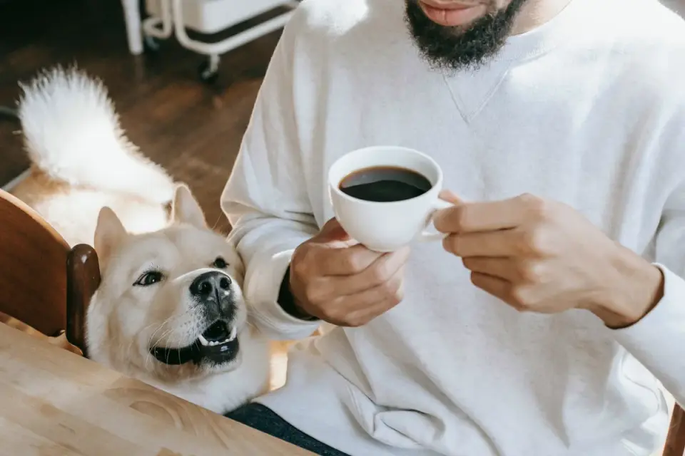 Dog owner preparing a meal