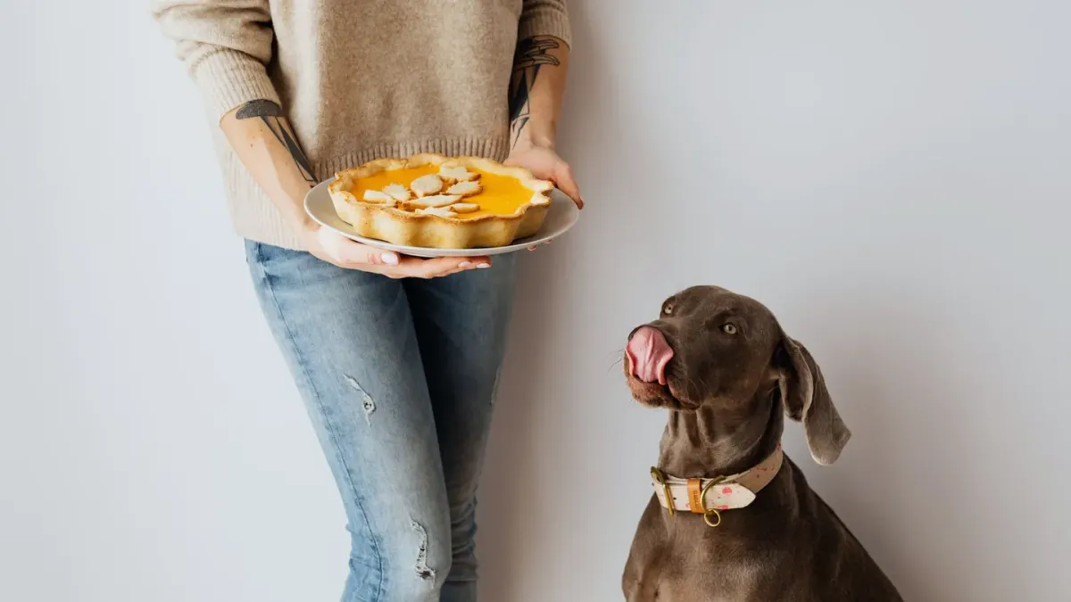 Dog owner preparing a meal