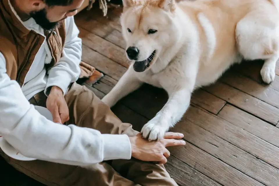 Dog owner preparing a meal