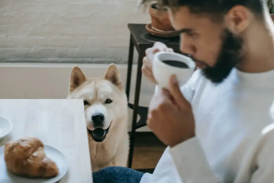Dog owner preparing a meal