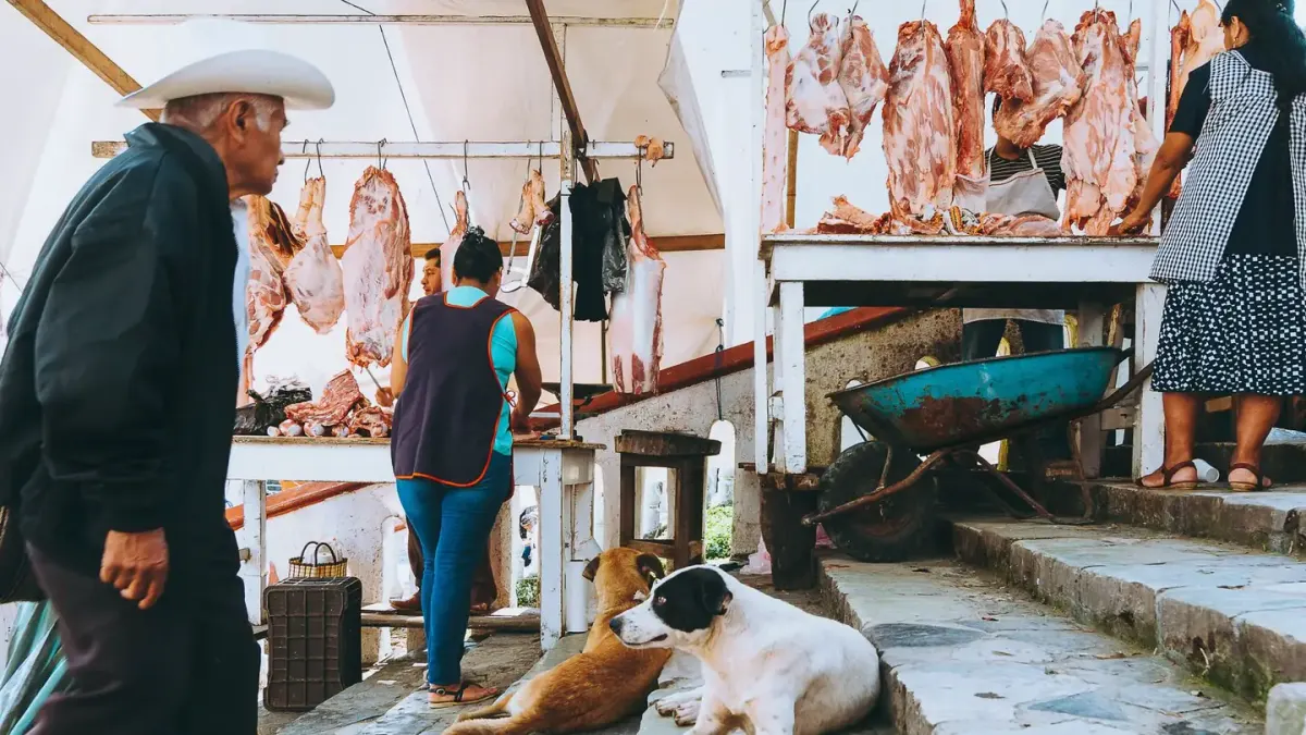 Dog owner preparing a meal