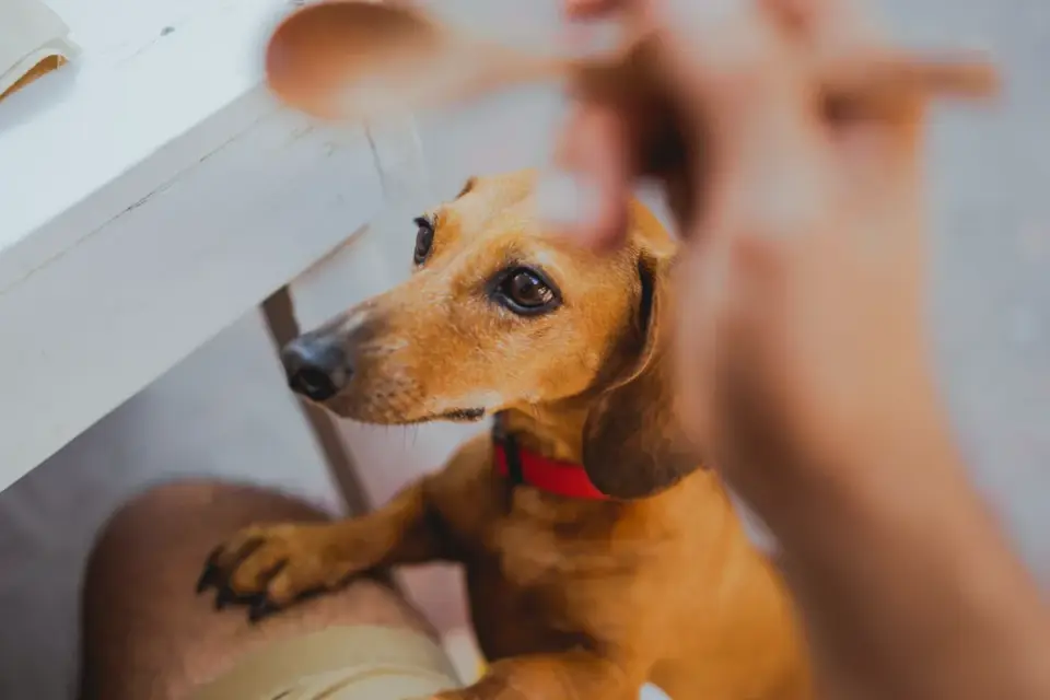 Dog owner preparing a meal