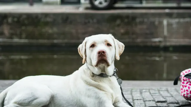 Dog resting after a walk