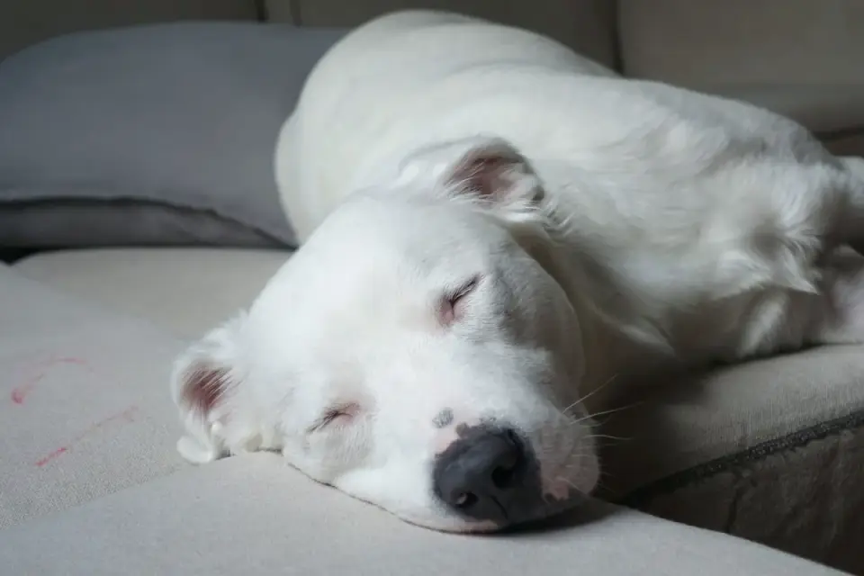 Dog resting after a walk