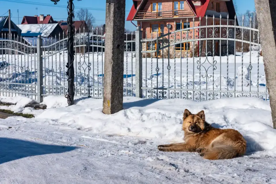 Dog resting after a walk