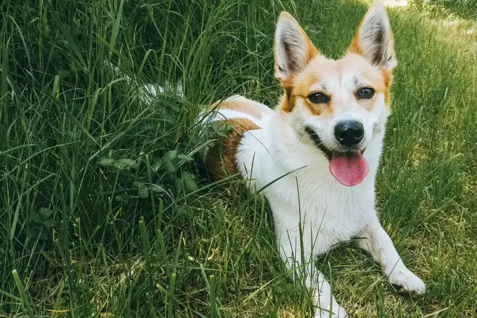 Dog resting after a walk