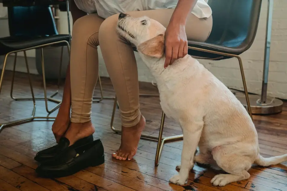 Dog resting beside an owner