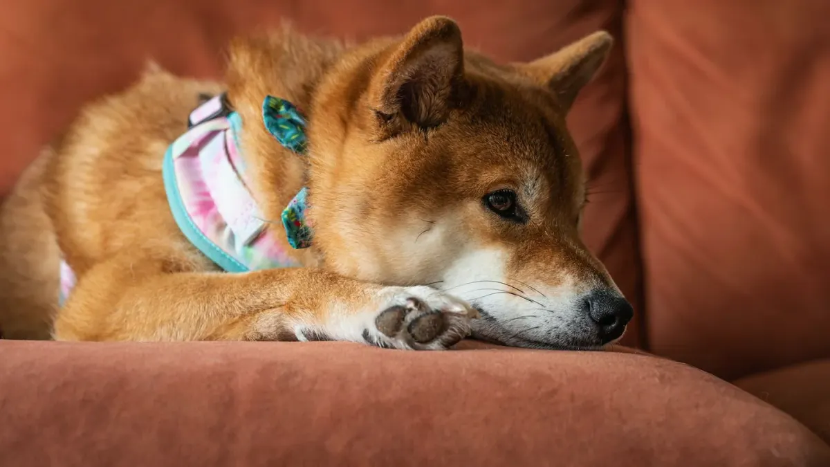 Dog resting beside an owner