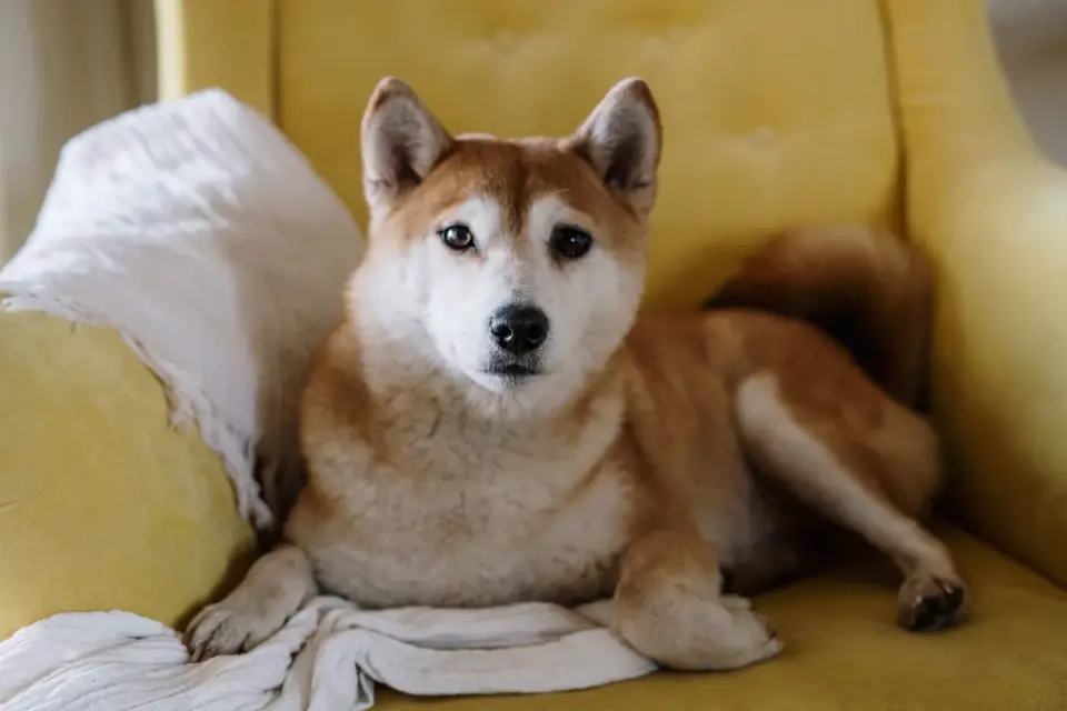 Dog resting beside an owner