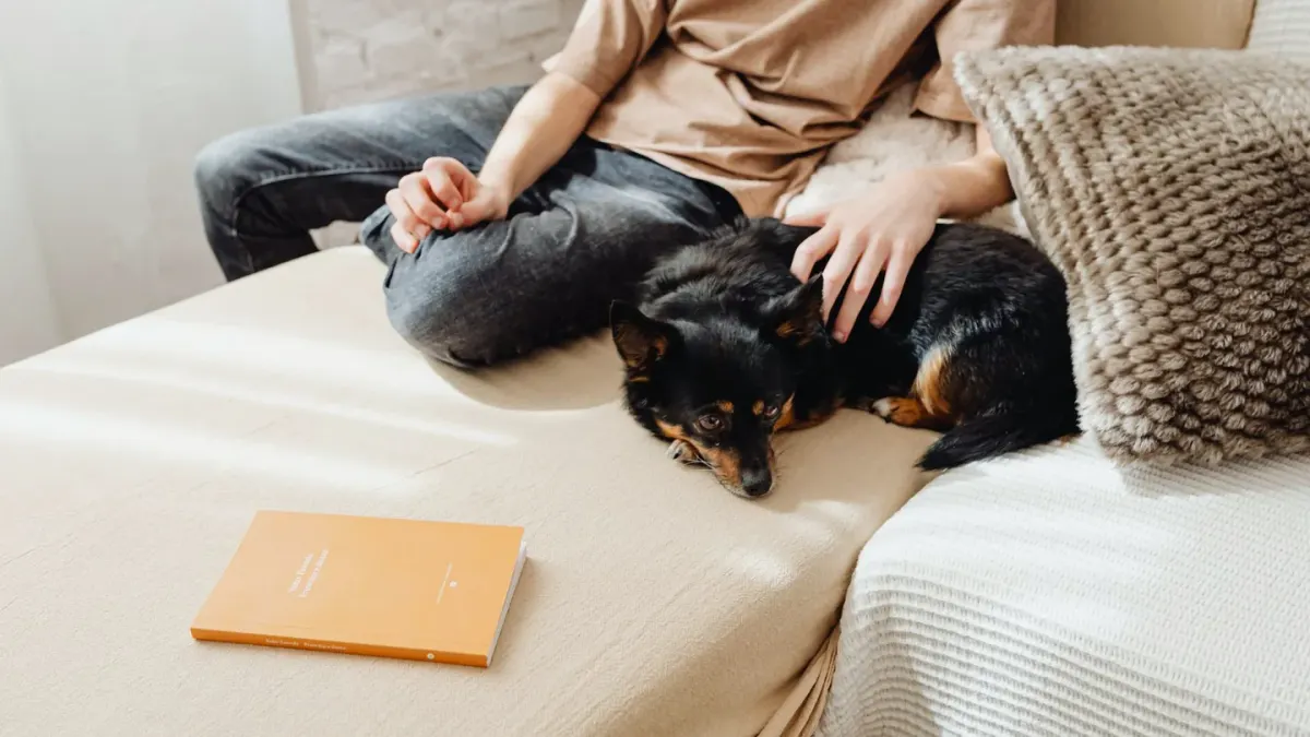 Dog resting beside an owner