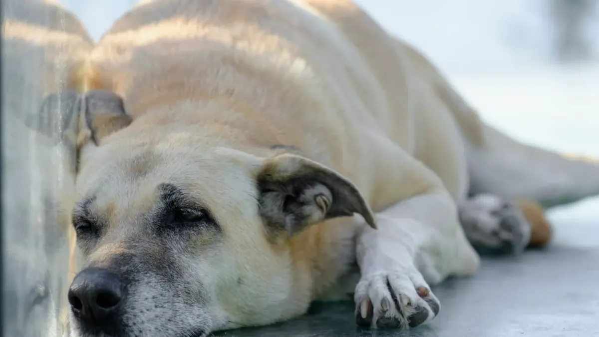 Dog resting by a window