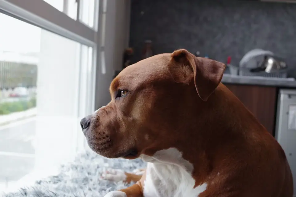 Dog resting by a window