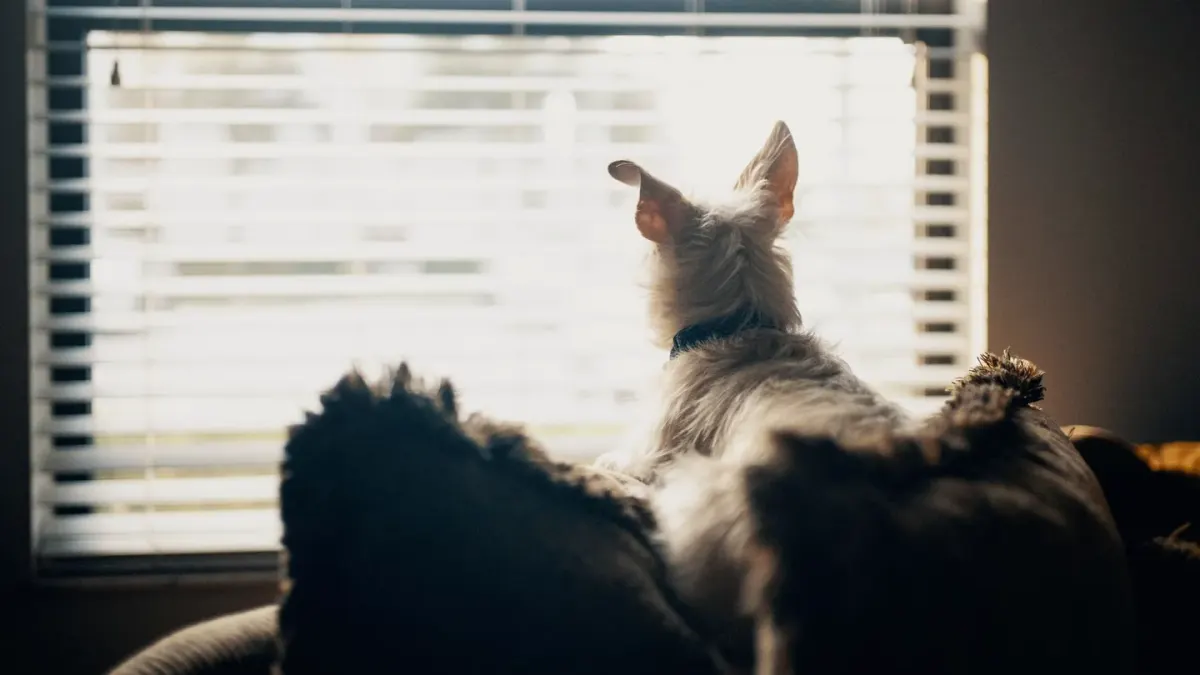 Dog resting by a window