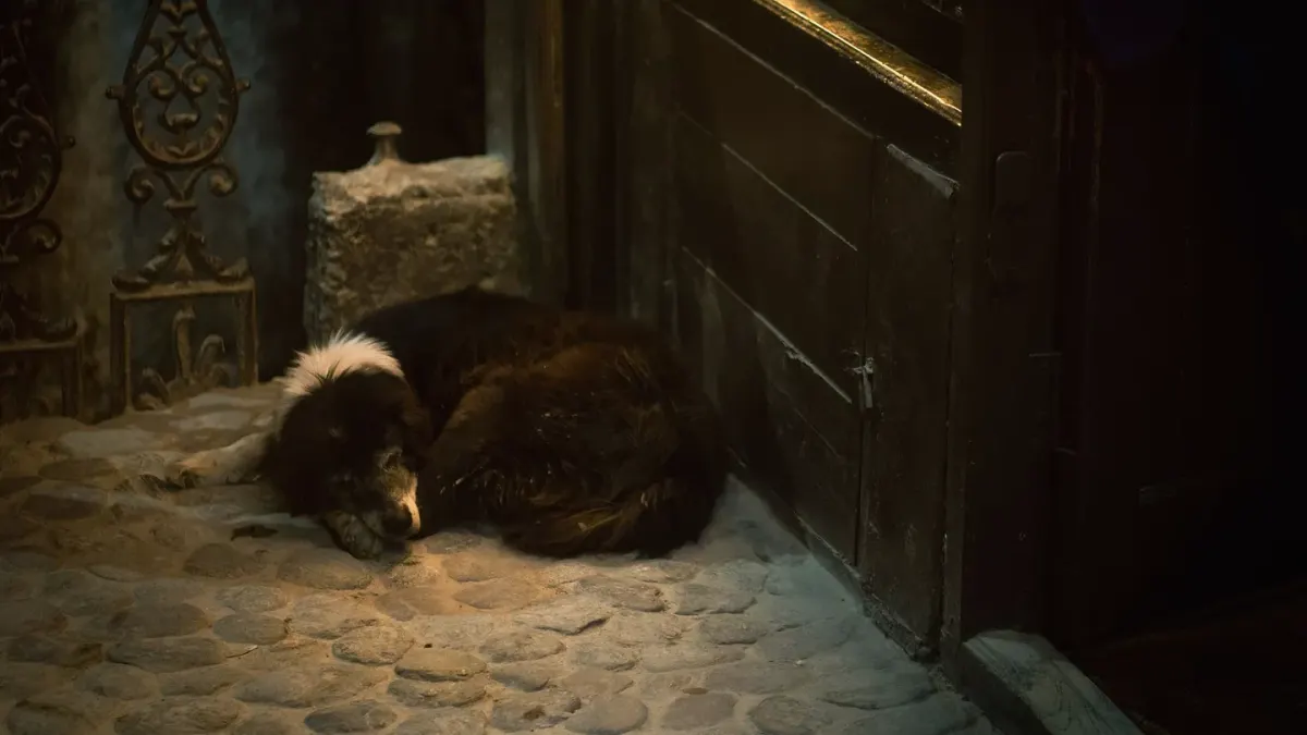 Dog resting by a window