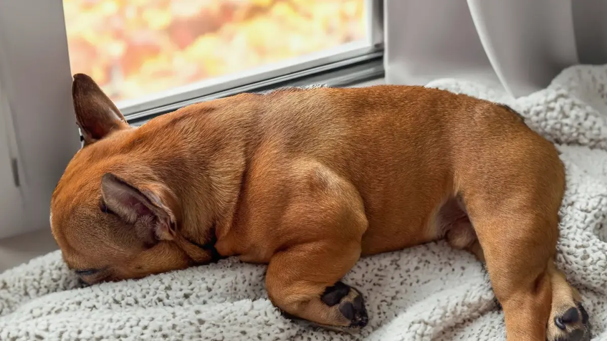 Dog resting by a window