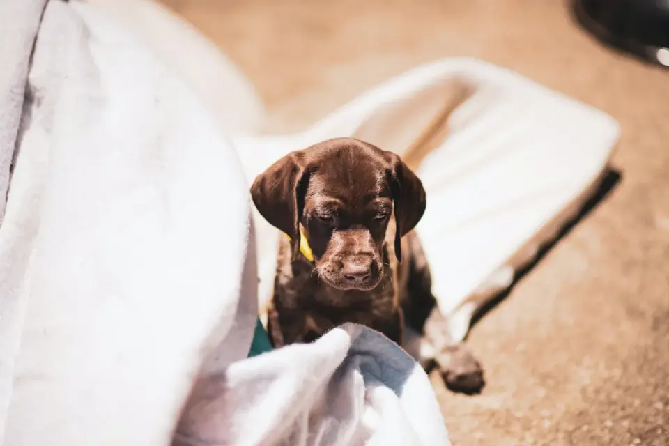 Dog resting in a bed