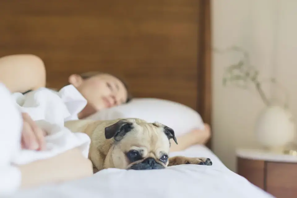 Dog resting in a bed