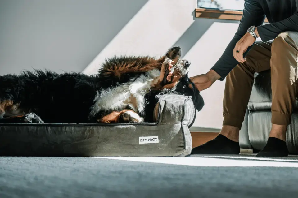 Dog resting in a bed