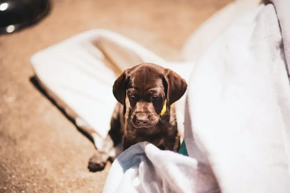 Dog resting in a bed