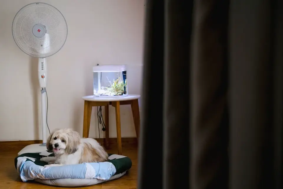 Dog resting in a bed