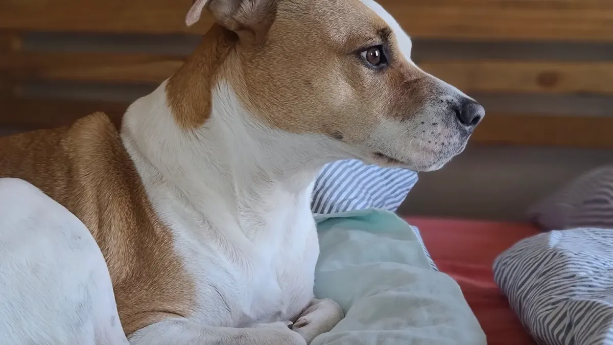 Dog resting in a bed