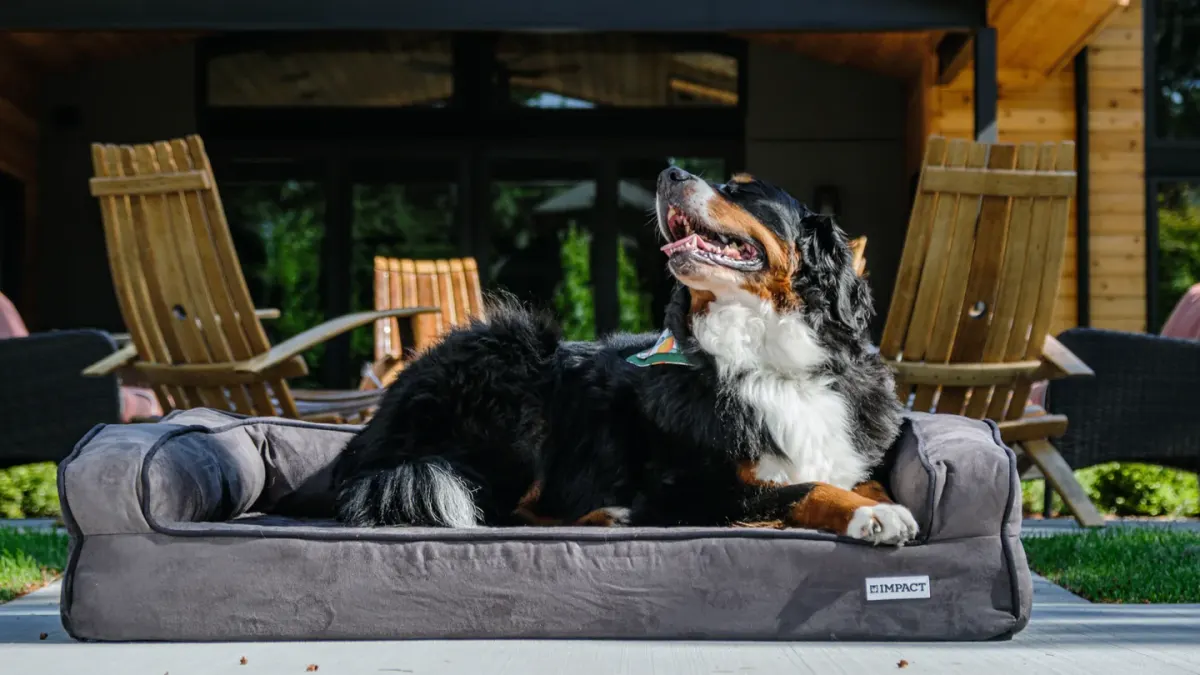 Dog resting in a bed