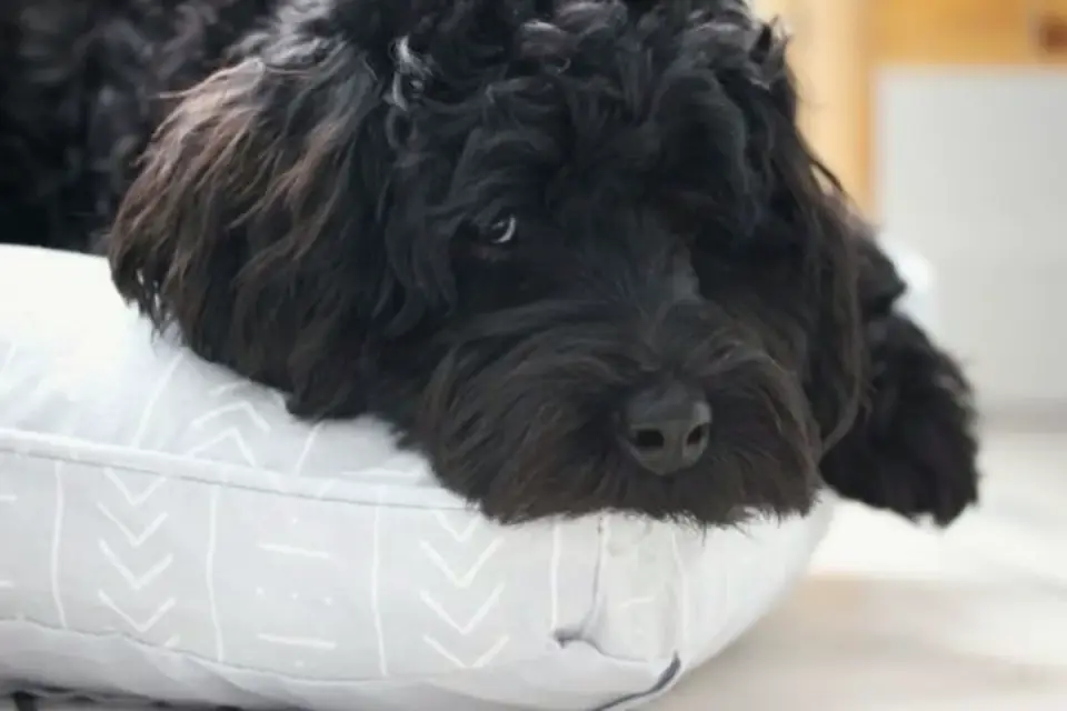 Dog resting in a bed