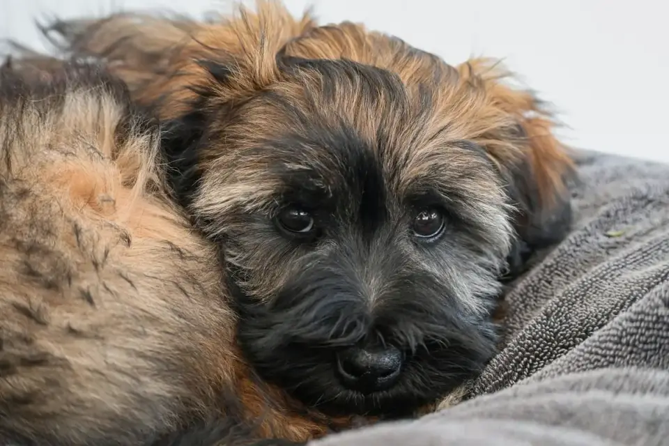 Dog resting in a bed