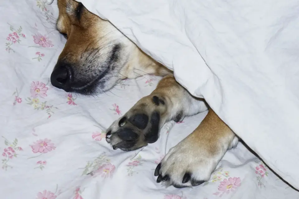 Dog resting in a bed