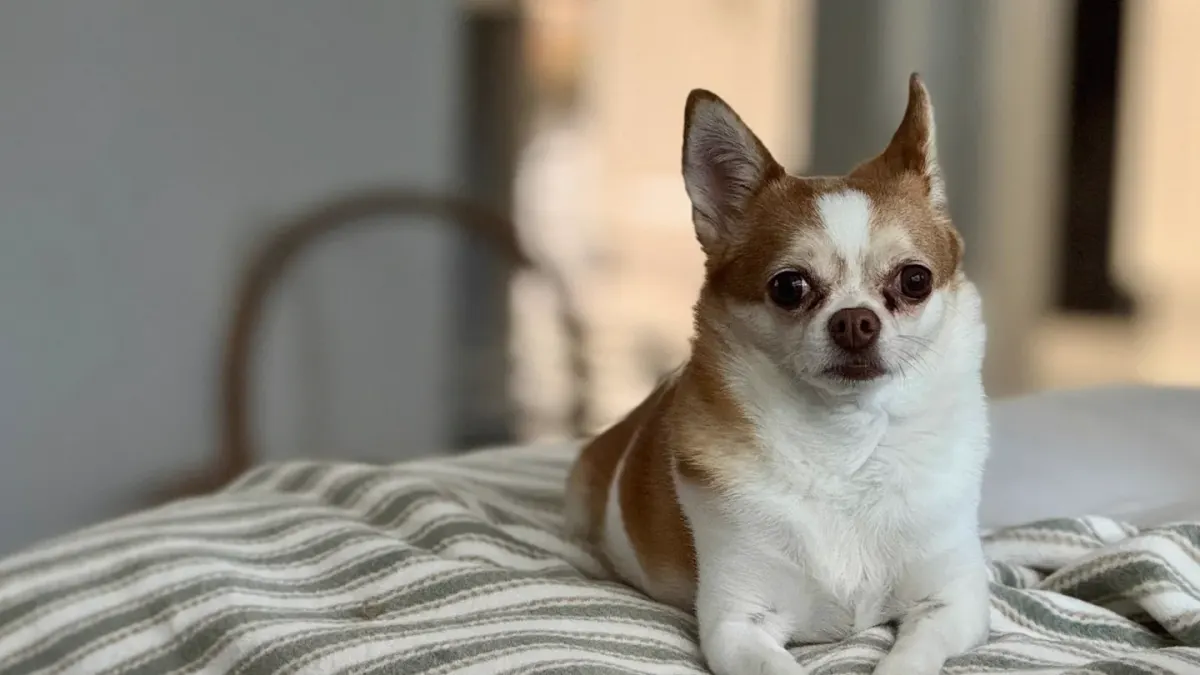 Dog resting living room