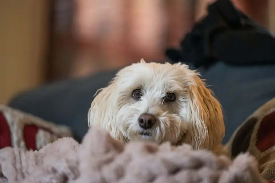 Dog resting living room